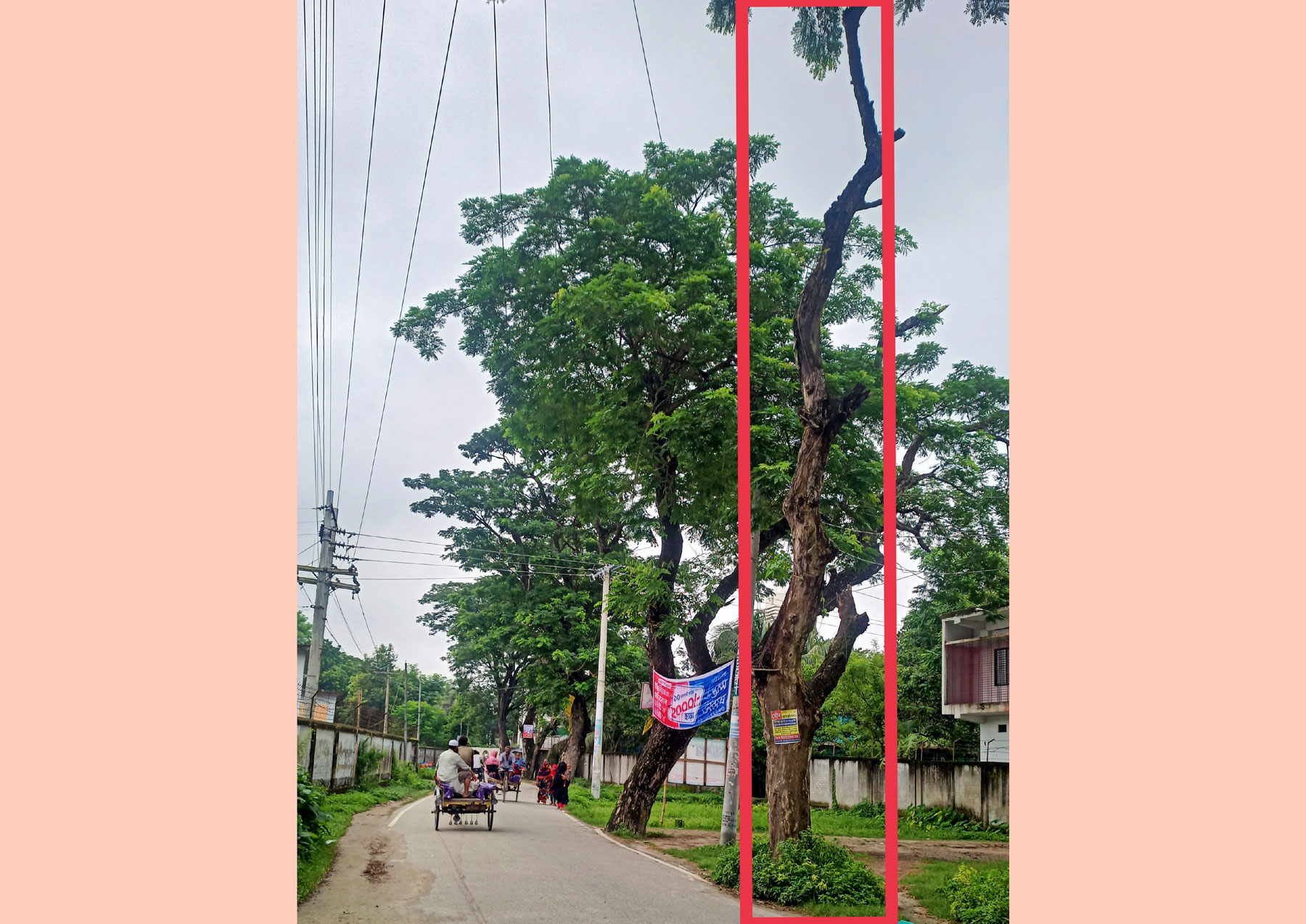 কালাইয়ে ঝুঁকিপূর্ণ মরা গাছ, যেকোনো সময় ঘটতে পারে বড় দুর্ঘটনা