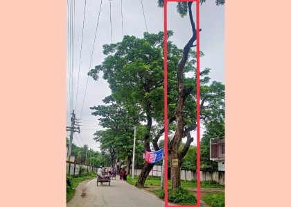 কালাইয়ে ঝুঁকিপূর্ণ মরা গাছ, যেকোনো সময় ঘটতে পারে বড় দুর্ঘটনা