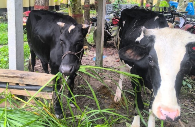 সোনাতলায় দু'টি  চোরাই গরু উদ্ধারঃ মূলহোতা পলাতক