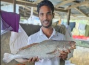 মহিপুরে এক পোয়া মাছ ৮০ হাজার টাকা
