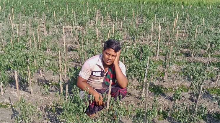 নন্দীগ্রামে লাভের আশায় মরিচ চাষ, দুর্বৃত্তের আঘাতে মরিচ চাষির মাথায় হাত
