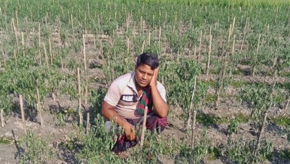 নন্দীগ্রামে লাভের আশায় মরিচ চাষ, দুর্বৃত্তের আঘাতে মরিচ চাষির মাথায় হাত