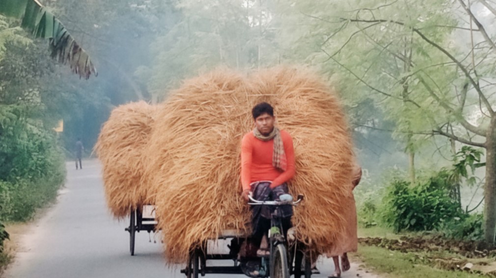 নন্দীগ্রামে গো-খাদ্যের তীব্র সংকট: খড়ের আগুনছোঁয়া দাম, বিপাকে খামারি ও কৃষক