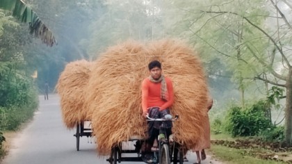 নন্দীগ্রামে গো-খাদ্যের তীব্র সংকট: খড়ের আগুনছোঁয়া দাম, বিপাকে খামারি ও কৃষক