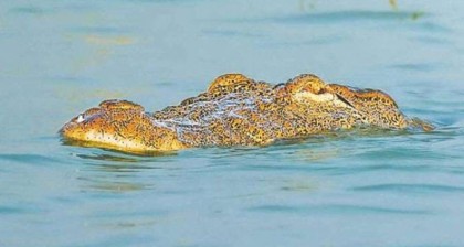 রাজশাহীর পদ্মায় কুমির, নদীতে গোসল না করতে মাইকিং