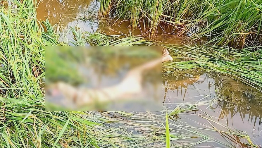 রাণীনগরে ধানক্ষেত থেকে যুবকের লাশ উদ্ধার পরিবারের দাবি ভ্যানগাড়ি ও টাকা ছিনতাই করে হত্যা