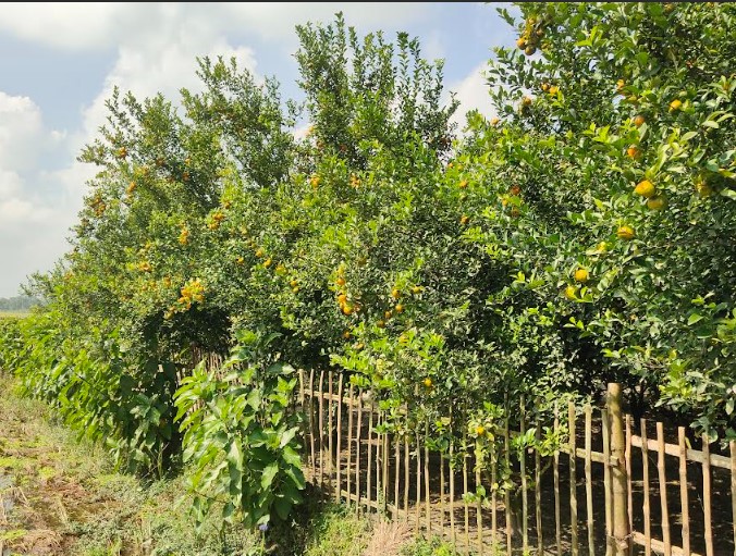 চায়না কমলার ডালে ঝুলে আছে স্বপ্ন, শেরপুরে বিদেশি ফল চাষে বড় সাফল্য