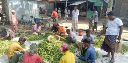 সিরাজগঞ্জের বাগবাটিতে জলপাইয়ের জমজমাট হাট, দৈনিক লেনদেন ৫ লাখ 