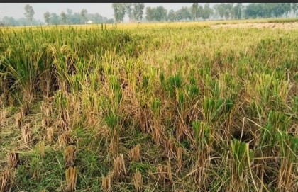 শারীরিক প্রতিবন্ধী কৃষকের জমির ধান লুট-গ্রামে নিন্দার ঝড়