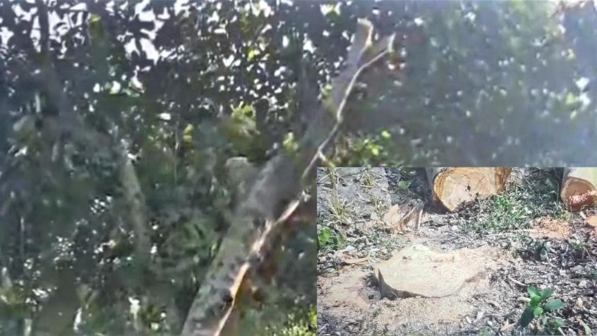 গাবতলীতে রাস্তার পার্শ্বের সরকারি জমি থেকে গাছ কাটার অভিযোগ