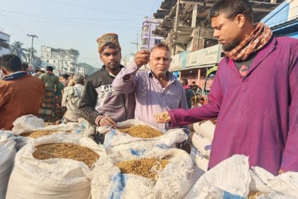 আমদানির খবরে ধানের দামে ধ্বস, ঋণ শোধে কৃষক কম দামে ধান তুলছেন বাজারে