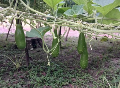 সলঙ্গায় সবজি চাষে স্বাবলম্বী কৃষক