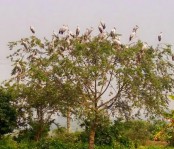 সলঙ্গায় শীতের শুরুতেই অতিথি পাখির আগমন