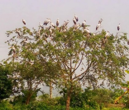 সলঙ্গায় শীতের শুরুতেই অতিথি পাখির আগমন