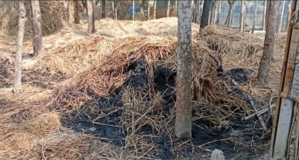 রাণীনগরে দুর্বৃত্তের দেওয়া আগুনে পুড়ল ১০টি খড়ের পালা