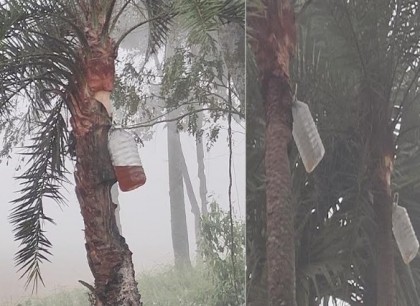 মাটির হাঁড়ি ছাড়ছে গাছিরা, বোতলেই নিরাপদ খেজুর রস সংগ্রহ
