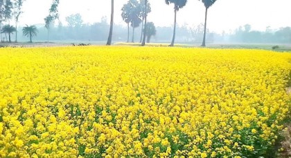 দুপচাঁচিয়ায় সরিষার হলুদ ফুলে ছেয়ে গেছে মাঠ, ভালো ফলনের স্বপ্ন দেখছেন চাষীরা