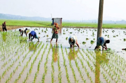 ইরি-বোরো রোপণে ব্যস্ত কৃষক