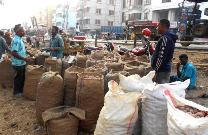 আদমদীঘিতে এবারও ন্যায্য মূল্য পাচ্ছে না আলু চাষীরা