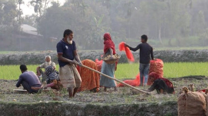 রংপুরে আলুর ফলন ভালো হয়েছে বাজারে দাম একেবারেই নেই হিমশিম খেতে হচ্ছে  চাষিকে