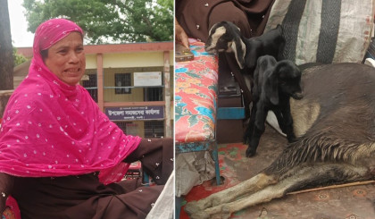 লাথি মেরে মা ছাগলকে হত্যার অভিযোগ, মৃত ছাগল নিয়ে ইউএনও কার্যালয়ে গৃহিণী