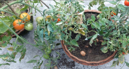 এক গাছেই দুই ফসল, উদ্ভিদ বিজ্ঞানীর আলু-টমেটোর ‘পোমাটো’ সাফল্য