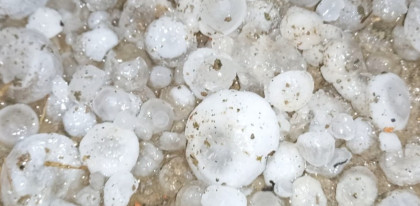 নন্দীগ্রামে শিলাবৃষ্টিতে প্রায় ২০ লক্ষ টাকার ক্ষয়ক্ষতি