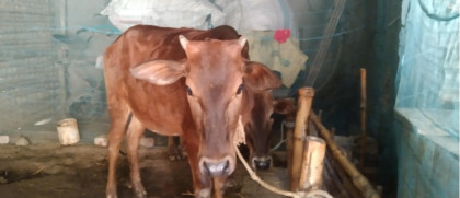 সুদের টাকা না পেয়ে কৃষকের গোয়াল থেকে গরু নিয়ে যাওয়ার অভিযোগ, শাজাহানপুরে চাঞ্চল্য