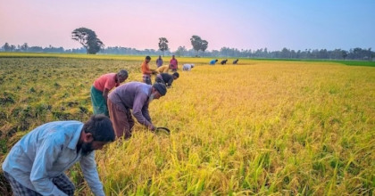 নন্দীগ্রামে বোরো ধানের বাম্পার ফলনেও কৃষকের কপালে চিন্তার ভাঁজ