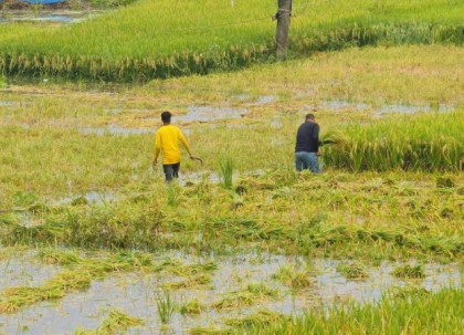 চলনবিলে টানা বৃষ্টি ও ঢলের পানিতে ফসলের ক্ষতি সিংড়ায় ফসল বাঁচাতে কৃষকের আপ্রাণ লড়াই