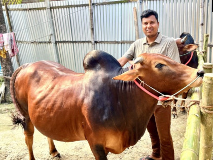বগুড়ার শিবগঞ্জে চাকরিজীবী দম্পতির ‘এন.এস এগ্রো ফার্ম’ ঘিরে কৌতূহল, চারটি লাল ষাঁড় গরুতে বাড়ছে আকর্ষণ