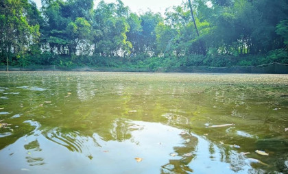 মাছের সাথে শত্রুতা- নওগাঁয় এক বছরে পুকুরে তিন বার বিষ প্রয়োগ, চাষীর ব্যাপক ক্ষতি