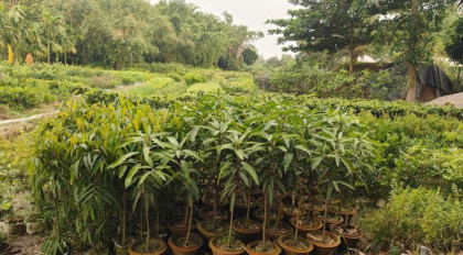 বগুড়ার শেরপুরের নার্সারির গাছেই সাজে চট্টগ্রামের পাহাড়