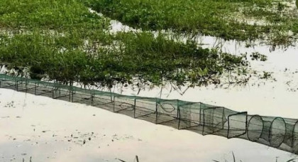 বগুড়ার আদমদীঘির রক্তদহ বিলে রিং জালের ফাঁদে ধ্বংস হচ্ছে দেশীয় মাছ