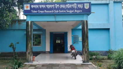 বগুড়ায় ৩০০ মণ বীজ আলু নষ্ট, গবেষণা কর্মকর্তার বিরুদ্ধে দুর্নীতি ও অনিয়মের অভিযোগ, তদন্তে জেলা প্রশাসন