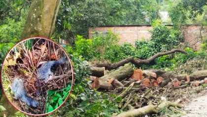 গাছ কেটে পাখির বাসা, ডিম ও ছানা নষ্ট: শেরপুরে বৃদ্ধ গ্রেপ্তার