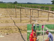 ক্ষেতলালে রাতের আঁধারে কৃষকের লাউগাছ কেটে দিল দুর্বৃত্তরা