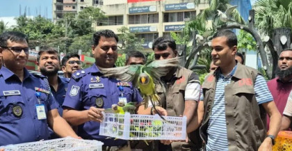 বগুড়ায় ১০৩ বুনো টিয়া মুক্তি পেল, উড়াল দিলো খোলা আকাশে 