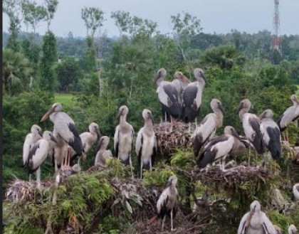 দুই দশক ধরে শামুকখোল পাখির নিরাপদ ঠিকানা ক্ষেতলালের কানাইপুকুর